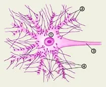 Psychophysiology szinapszis