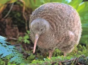 Kiwi madár, vadvilág