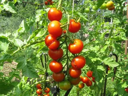 Wireworms în tomate, cum să scape