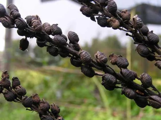 Plant Cimicifugával Cimicifugával vagy leírás, fotó, termesztés, használatára