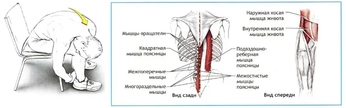 Întinzându mușchii trunchiului inferior