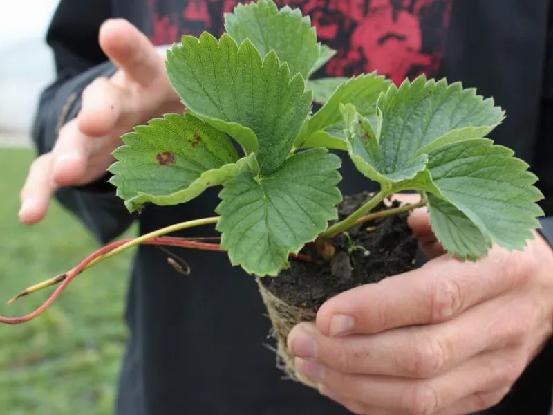 căpșuni Răsaduri de grădină și căpșuni pentru plantarea în fotografie de primăvară, cum să selecteze și stoca până la plantare