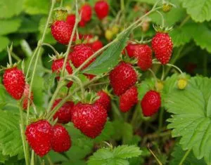 Strawberry remontant Baron solemaher descrierea soiului, caracteristici, cultivarea