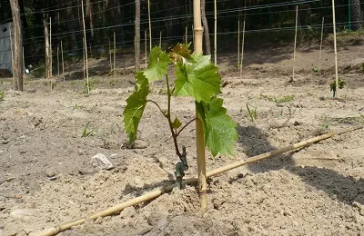 Възпроизвеждането на гроздова иглолистна дървесина резници да се разпространяват и как можем през лятото, засаждане и изкореняване може