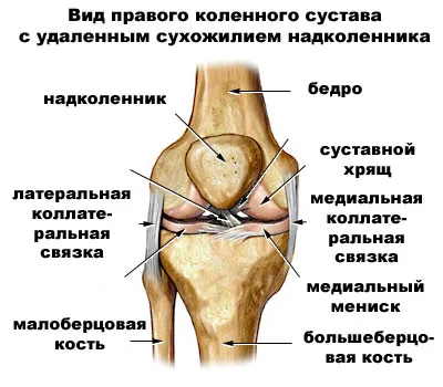 Diferența dintre meniscuri genunchi