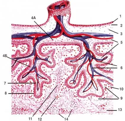 Развитие и структура на човешката плацента