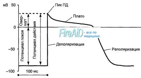 сърдечна рефрактерността