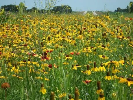 vederi Ratibida din fotografie, cultivarea, îngrijirea, metodele de reproducere