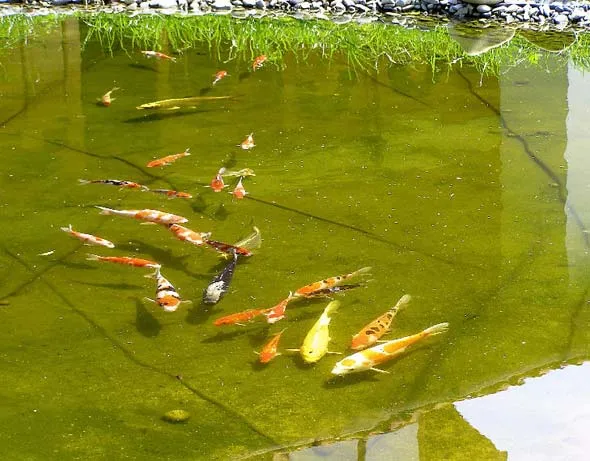 Tenyésztése és tartása ponty és más halak a tóban egy nyári rezidenciája az otthoni videó környezet