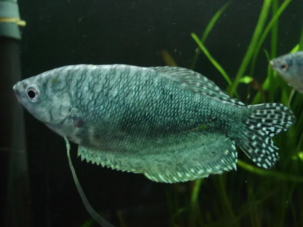 Reproducerea Gourami in acvariu general - păstrarea și creșterea în acvariu, eu, tu și tot în jurul valorii de