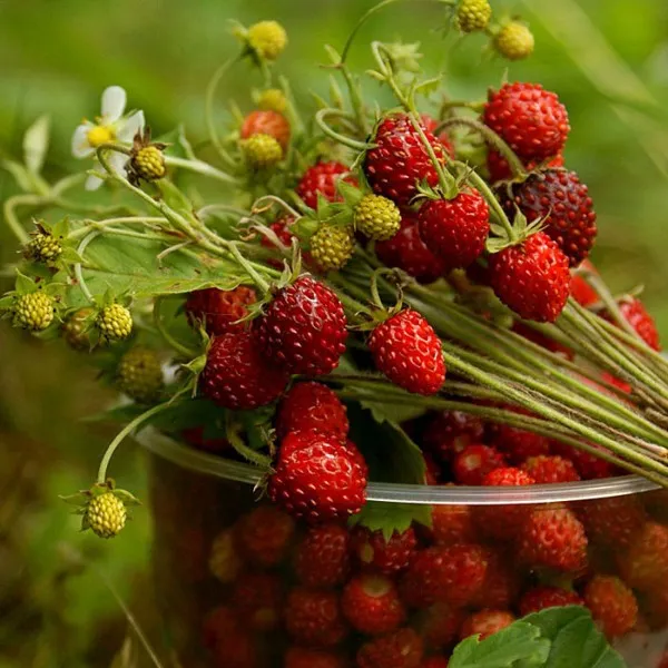 Strawberry remontant Baron solemaher descrierea soiului, caracteristici, cultivarea