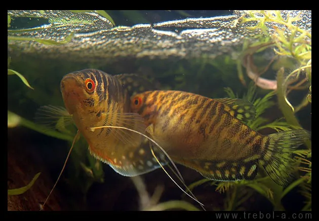 Reproducerea Gourami in acvariu general - păstrarea și creșterea în acvariu, eu, tu și tot în jurul valorii de