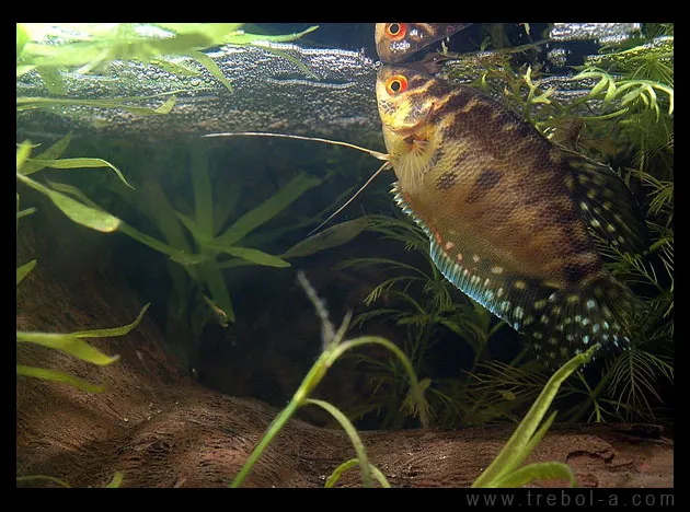 Възпроизвеждането gourami в общия аквариум - поддържане и размножаване в аквариума, аз, ти и всички около