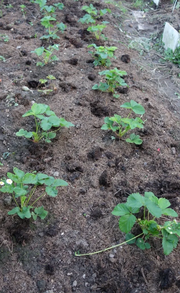 Strawberry remontant Baron solemaher descrierea soiului, caracteristici, cultivarea