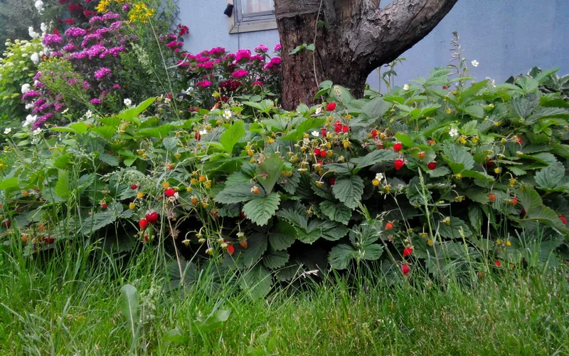 Strawberry remontant Baron solemaher descrierea soiului, caracteristici, cultivarea