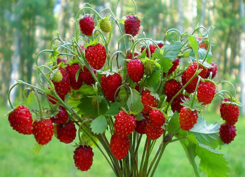 Strawberry remontant Baron solemaher descrierea soiului, caracteristici, cultivarea