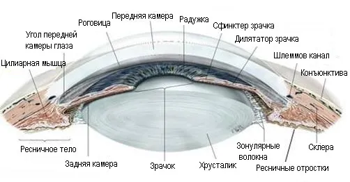 Sugártest a szem - a szerkezet és a funkció, diagnózis és a betegség - helyszíni - Moszkva