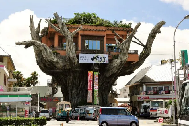 Restaurantul este pe copac (Japonia) - Ghid de călătorie - lumea este frumoasă!