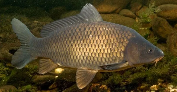 Fish ponty leírás, a halászati ​​módszereket, a típusok, receptek, fotók