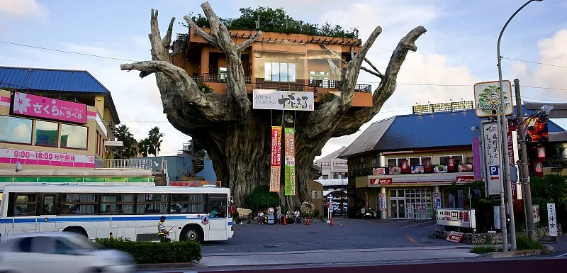 Az étterem a fán, Okinawa, Japán