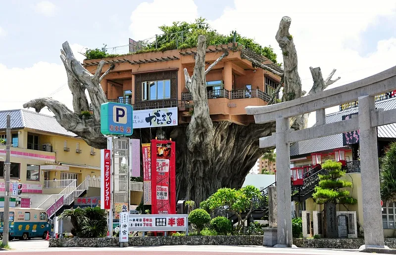 Az étterem a fán, Okinawa, Japán