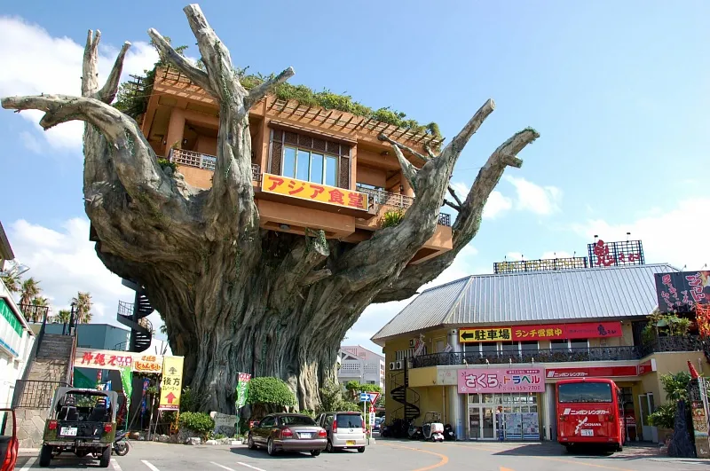 Az étterem a fán, Okinawa, Japán