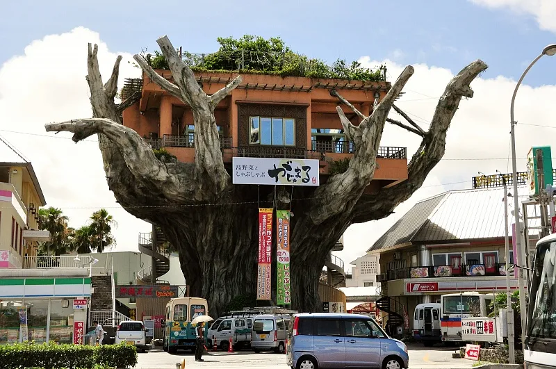 Az étterem a fán, Okinawa, Japán