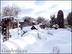 Броеница ми опит зимни подслон рози