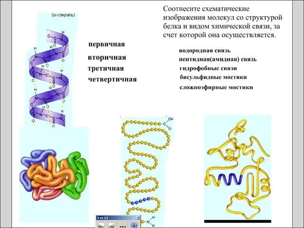 Ролята на протеини в тялото, естествените източници на протеин - studopediya