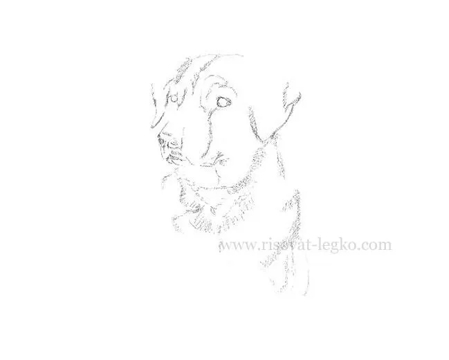 Rajz ceruza kutya portré öt fázisban