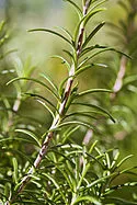 Rosemary officinalis - este