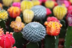 Cele mai cunoscute specii de cactus acasă