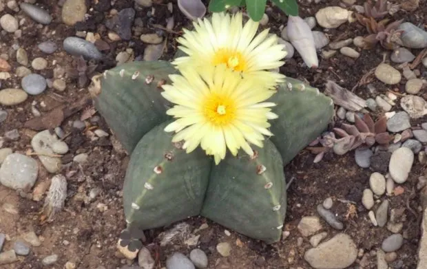 Cele mai cunoscute specii de cactus acasă