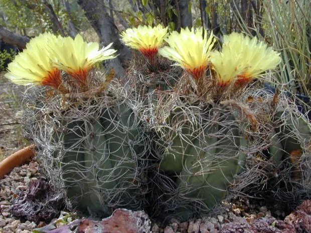 Cele mai cunoscute specii de cactus acasă