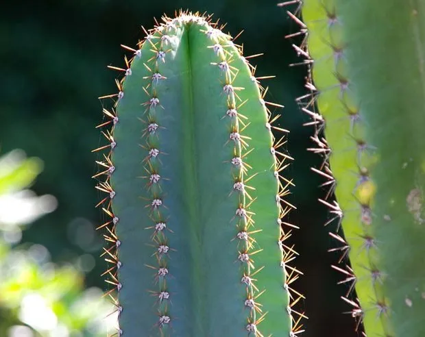 Cele mai cunoscute specii de cactus acasă