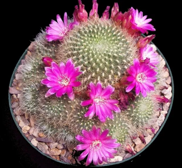 Cele mai cunoscute specii de cactus acasă