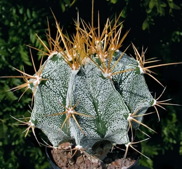 Cele mai cunoscute specii de cactus acasă