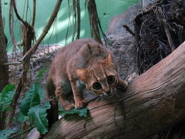 Rusty a macska - a legkisebb vad macska a világon - 1. oldal 3