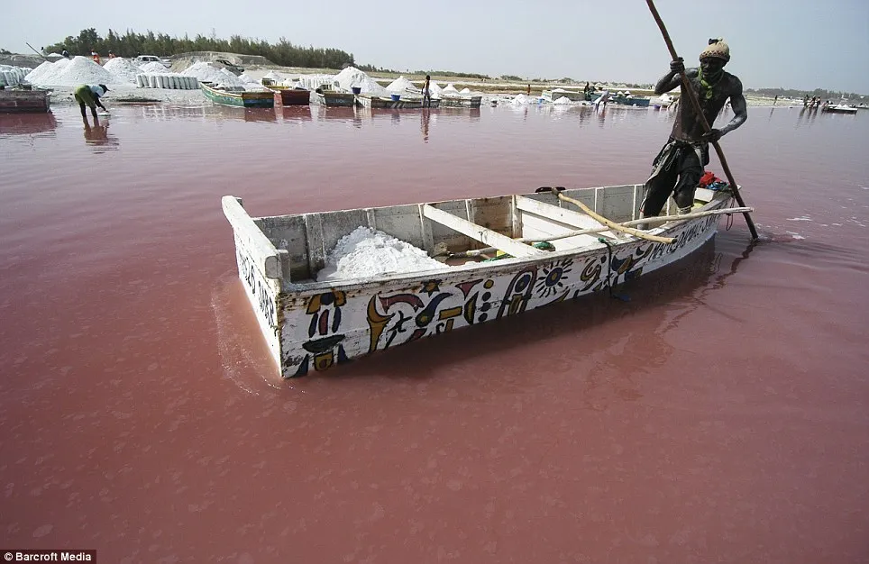 Pink езеро в Сенегал Ретба (17 снимки и видео)