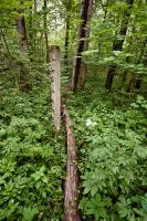 Рум'янцевські заброшкі