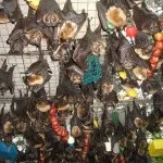 Рука допомоги рукокрилих, або що робити при зустрічі з кажаном, jugoslovo (фауна сербії) Рука допомоги рукокрилих, або що робити при зустрічі з кажаном, jugoslovo