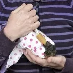 Рука допомоги рукокрилих, або що робити при зустрічі з кажаном, jugoslovo (природа сербії) Рука допомоги рукокрилих, або що робити при зустрічі з кажаном, jugoslovo