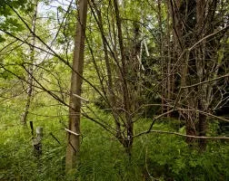 Рум'янцевські заброшкі