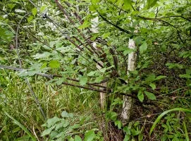 Рум'янцевські заброшкі