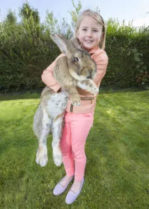 Най-големият заек в света, където да си купя и как да гигантите