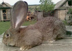 Най-големият заек в света, където да си купя и как да гигантите