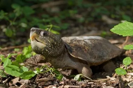 Най-опасни за костенурки на планетата и гущери