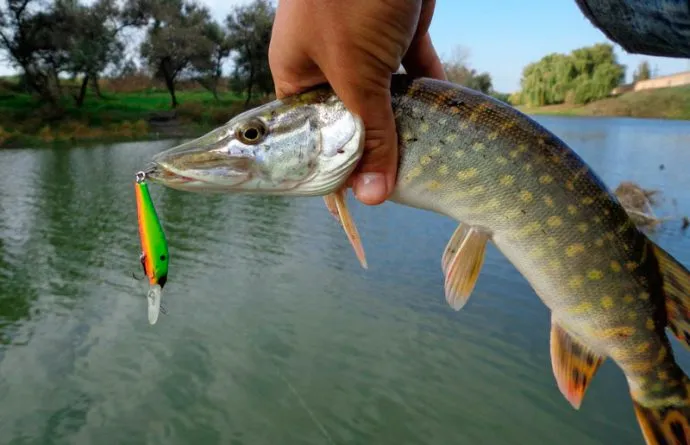 A legtöbb catchability Woblerek csuka, a legjobb minősítés fotókkal