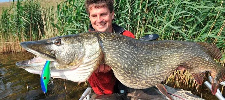 A legtöbb catchability Woblerek csuka, a legjobb minősítés fotókkal