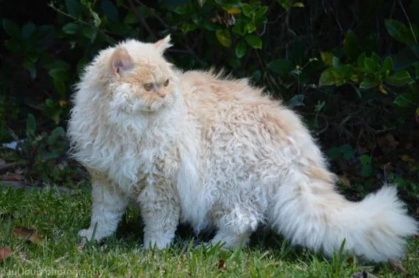 Selkirk Rex - teljes áttekintést a fajta fotókkal és videó